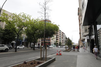 Árboles muertos en la nueva Prat de la Riba de Lleida.