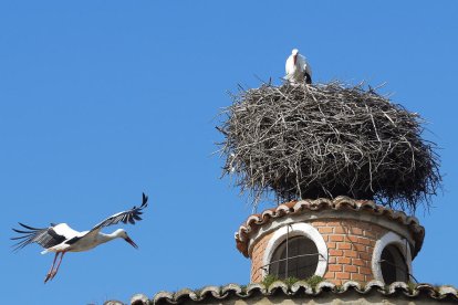 Quantes cigonyes hi ha a Espanya