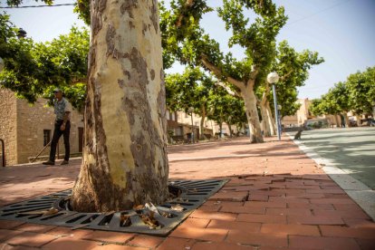 Uno de los proyectos es la reordenación del paseo y mejoras para evitar el efecto de las raíces.