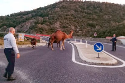 El dromedario junto a dos bueyes en la carretera N-II.