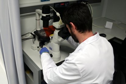 Un investigador mira per un microscopi