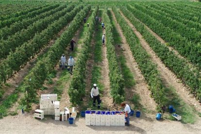 Los temporeros recogen la fruta, en plena campaña.