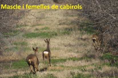 La setmana passada es van poder veure tres cabirols a la plantació d’ametllers de la finca Vall de Secà.