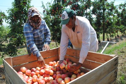 Trabajos de recogida de manzana de la variedad Gala el verano pasado en el Pla d’Urgell.