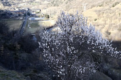 Imatge d’un ametller florit amb Rialp al fons.