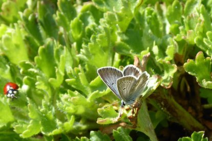 Un exemplar d’una papallona ‘Aricia nicias’, en perill d’extinció.