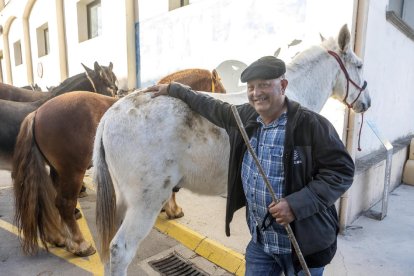 Josep Arrufat, de Rocafort de Vallbona, posa amb els seus cavalls ahir a Anglesola.