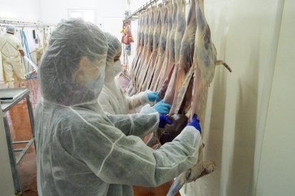 Dos estudiants de Veterinària fent pràctiques a l’escorxador d’Alfarràs.