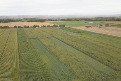 Finca experimental del projecte LegumeGap a Sucs, a Lleida