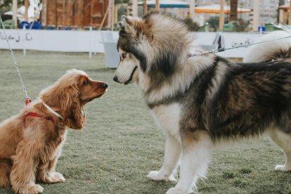 Los perros grandes viven menos que los pequeños.