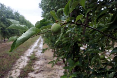 Una manzana en fase de crecimiento en una finca de Golmés