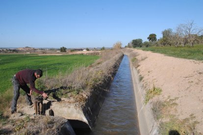 Un agricultor d’Arbeca aixecant la pala per començar a regar des del canal Principal d’Urgell, que va obrir la campanya ahir.