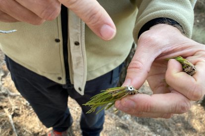 La salud de los bosques catalanes 