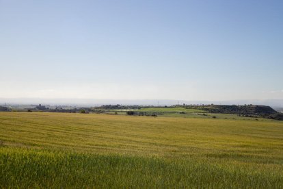 Camps d’ordi secs per falta de pluges, ahir a la comarca de la Noguera.