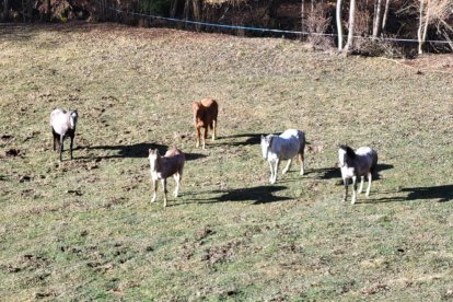 “Los animales invaden sin control fincas privadas”  -  Vecinos de Junyent y Castellàs del Cantó aseguran que los caballos y yeguas “invaden fincas privadas sin control”, como se puede ver en la imagen. La fauna salvaje, principalmente los ...