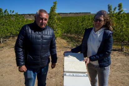 Roqué y Porta muestran las marcas que el pedrisco deja en los granímetros en un finca de Sarroca.