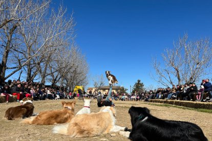 Los perros que protagonizaron la exhibición en la Granja Pifarré.