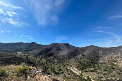 Zona cremada per l'incendi aquest diumenge al Segrià.