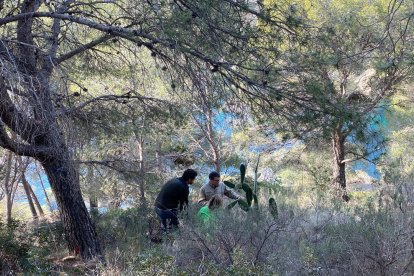 La salud de los bosques catalanes 