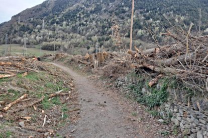 Imatge dels arbres talats a Esterri d’Àneu.