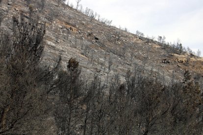 Controlado el incendio originado en Mequinenza, que ha afectado a más de 450 hectáreas entre Aragón y Catalunya