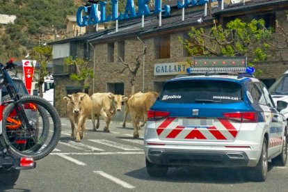 Els Mossos d'Esquadra van treure el ramat de la carretera N-145, on deambulaven tranquil·lament.