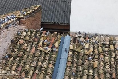 Las palomas invaden tejados del centro histórico de Organyà.