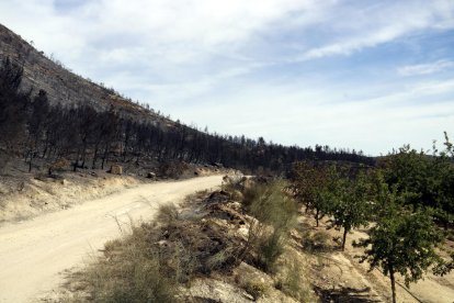 Zona cremada i camps de fruiters a l'incendi de la Franja.