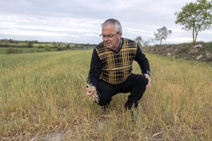 Josep Maria Castella mostra el mal estat del cereal de secà per la falta de pluges.