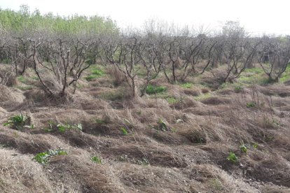 Males herbes seques en una finca abandonada de la partida Cunillàs.