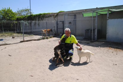 Un dels tècnics del servei amb gossos abandonats.