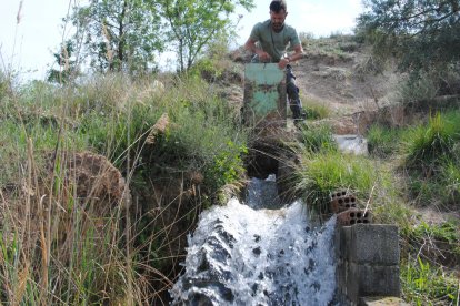 Un vigilant del canal obrint ahir la comporta d’una conducció a Sidamon.