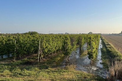 Una finca de frutales haciendo el último riego de la campaña en el canal d'Urgell en Golmés.