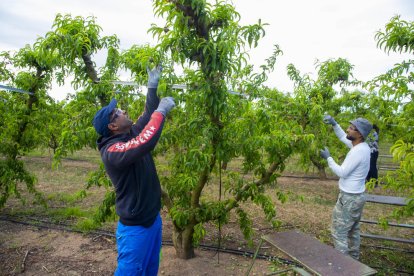 Tasques d’aclarida dels fruiters per seleccionar els millors fruits en una finca d’Aitona.