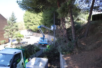 Los trabajos de saneamiento de los pinos en Mequinensa. 