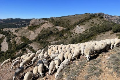 Un ramat d'ovelles al Pallars Jussà.