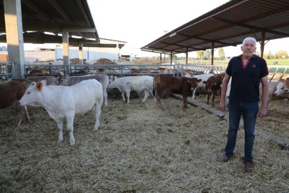 Els animals de Josep Maria Porté, a Sucs, escolten música clàssica, beuen aigua pura i mengen farratge i panís fermentat de proximitat.