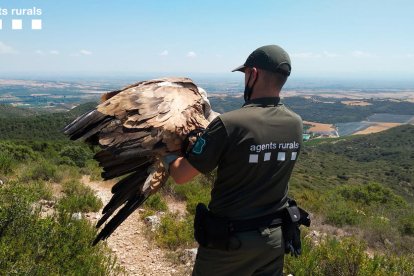 Buitre herido en Os de Balaguer