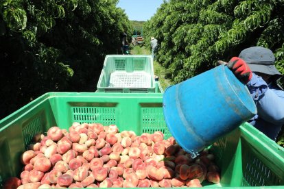 La producció de paraguaians a Lleida s’estima en unes 84.110 tones.