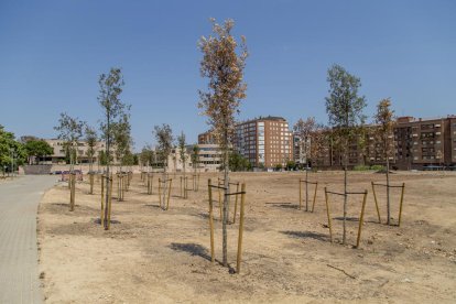 Imatge d’alguns dels arbres secs del solar al carrer Alcalde Pujol.