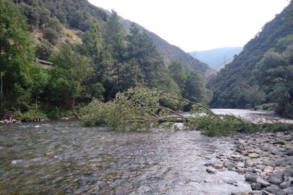 Retiren dos arbres sobre el curs de la Pallaresa per permetre el ràfting