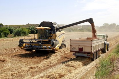 Una cosechadora deposita el cereal en una tolva tras su recolección en una finca de Arbeca.