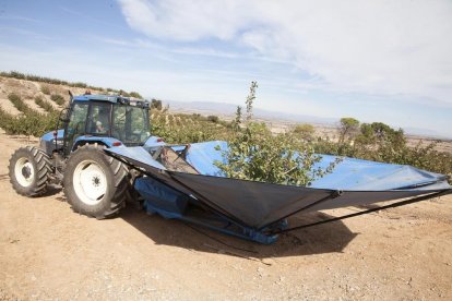 Recol·lecció de pistatxos en una finca de l’empresa a la zona regable del canal Segarra-Garrigues.