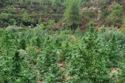 Plantes de marihuana localitzades al Tossal Gros d'Almatret.