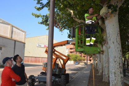 Instalación de altavoces para disuadir estorninos la avenida del Canal de Mollerussa.