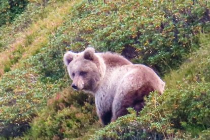 El oso avistado en el Baish Aran el pasado domingo 10.