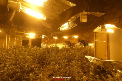 Una de les plantacions indoor de marihuana desmantellades en un habitatge de Menàrguens.