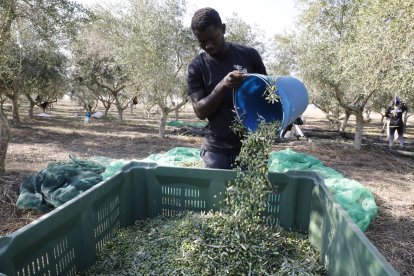 Imatge de recollida d’olives a Castelló de Farfanya en una finca d’OliCastelló.