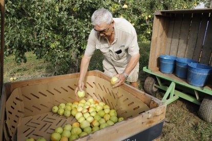 Comprovació de calibres de les primeres peres flor d’hivern collides en aquesta finca de l’Horta.