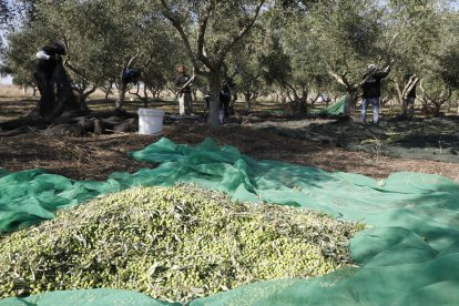 Inici de la campanya de recollida d’olives en una finca de Castelló de Farfanya.